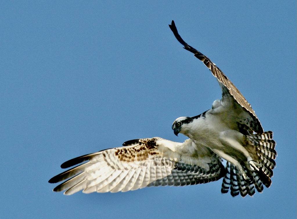 Osprey Hovering by Ron Holmes/U. S. Fish and Wildlife Service - Northeast Region is marked with CC PDM 1.0